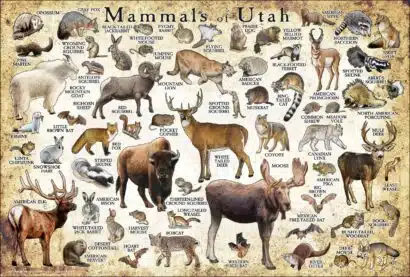 Mammals of Utah poster print
