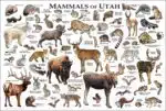 Mammals of Utah poster print