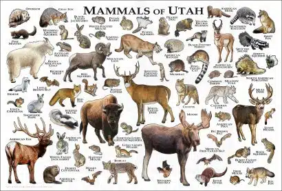 Mammals of Utah poster print