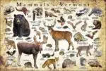 Land Mammals of Vermont poster print
