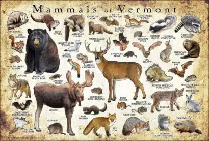 Land Mammals of Vermont poster print