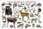 Land Mammals of Vermont poster print
