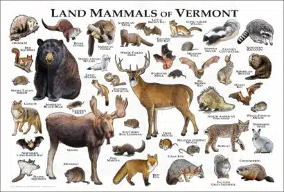 Land Mammals of Vermont poster print