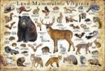 Land Mammals of Virginia poster print