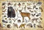 Land Mammals of Virginia poster print