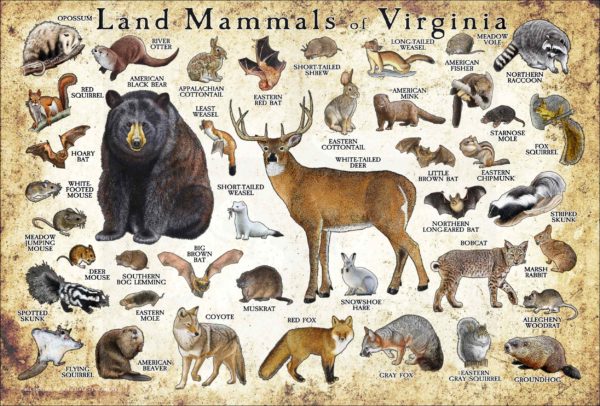 Land Mammals of Virginia poster print