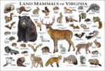 Land Mammals of Virginia poster print