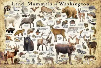 Land mammals of Washington poster print