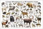 Land mammals of Washington poster print