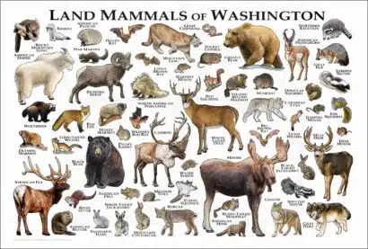 Land mammals of Washington poster print