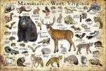 Mammals of West Virginia poster print