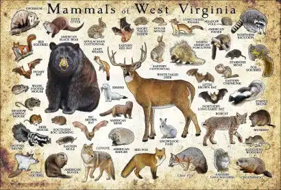 Mammals of West Virginia poster print