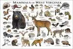 Mammals of West Virginia poster print