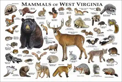 Mammals of West Virginia poster print