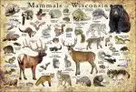 Mammals of Wisconsin poster print