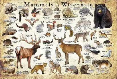 Mammals of Wisconsin poster print