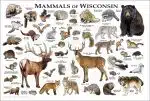 Mammals of Wisconsin poster print