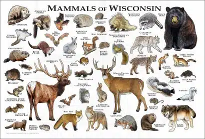 Mammals of Wisconsin poster print