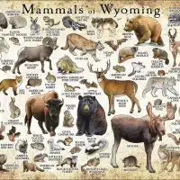 Mammals of Wyoming poster print