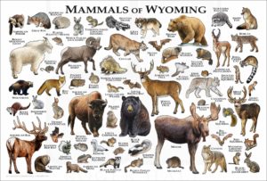 Mammals of Wyoming poster print