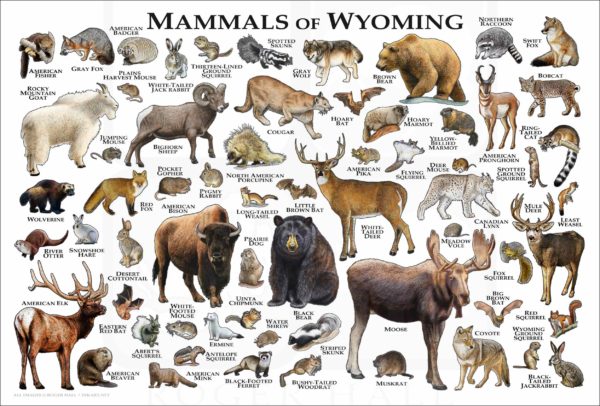 Mammals of Wyoming poster print
