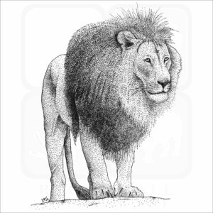 African Lion illustration
