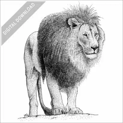 African Lion