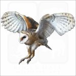 American Barn Owl illustration