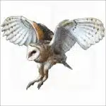 American Barn Owl illustration