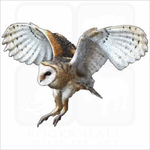American Barn Owl illustration