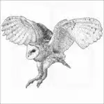 American Barn Owl