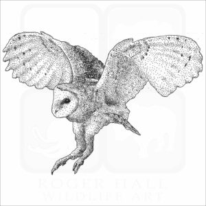 American Barn Owl