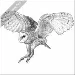 American Barn Owl