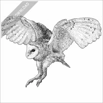American Barn Owl