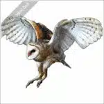 American Barn Owl stock image