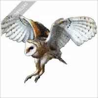 American Barn Owl stock image