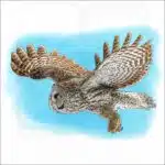 Great Grey Owl illustration