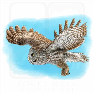 Great Grey Owl illustration