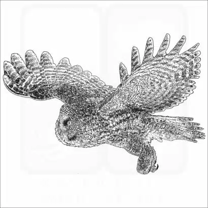 Great Grey Owl