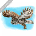 Great Gray Owl stock image