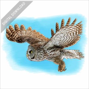 Great Gray Owl stock image
