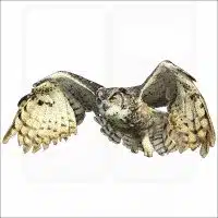 Great-Horned Owl (in flight) illustration