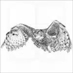 Great-Horned Owl (in flight)
