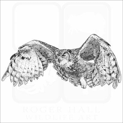 Great-Horned Owl (in flight)