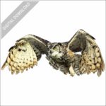 Great-Horned Owl (in flight) stock image
