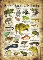 Amphibians of Florida poster print