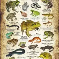 Amphibians of Florida poster print