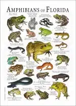 Amphibians of Florida poster print