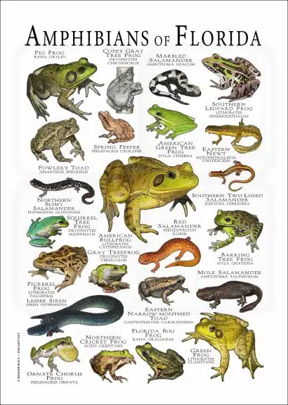 Amphibians of Florida poster print