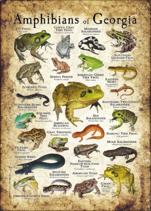 Amphibians of Georgia poster print